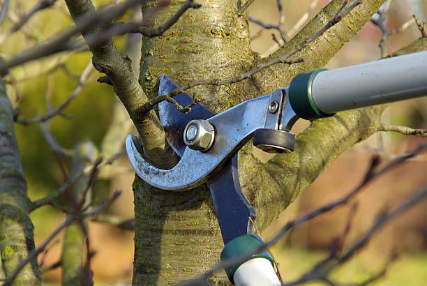 Baum schneiden Näfels